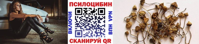 Псилоцибиновые грибы Psilocybe Рыбинск